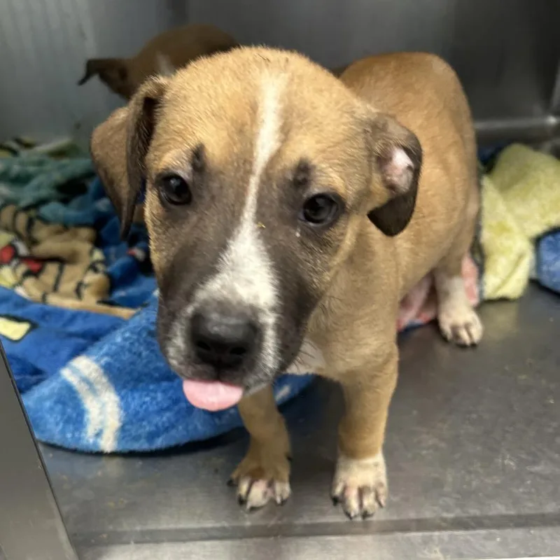 A baby medium-sized male Mixed Breed dog named Sweet Potato for adoption in Blue Ridge, GA