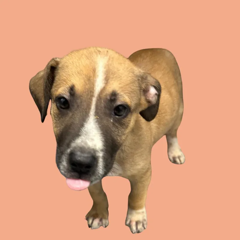 Sweet Potato thumbnail 2