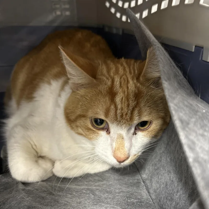 A young medium-sized male White Domestic Short Hair cat named Flynn for adoption in Salt Lake City, UT