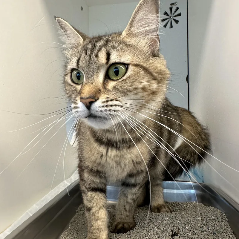 A young medium-sized female Tabby (Brown / Chocolate) Domestic Medium Hair cat named Fe for adoption in Manassas, VA
