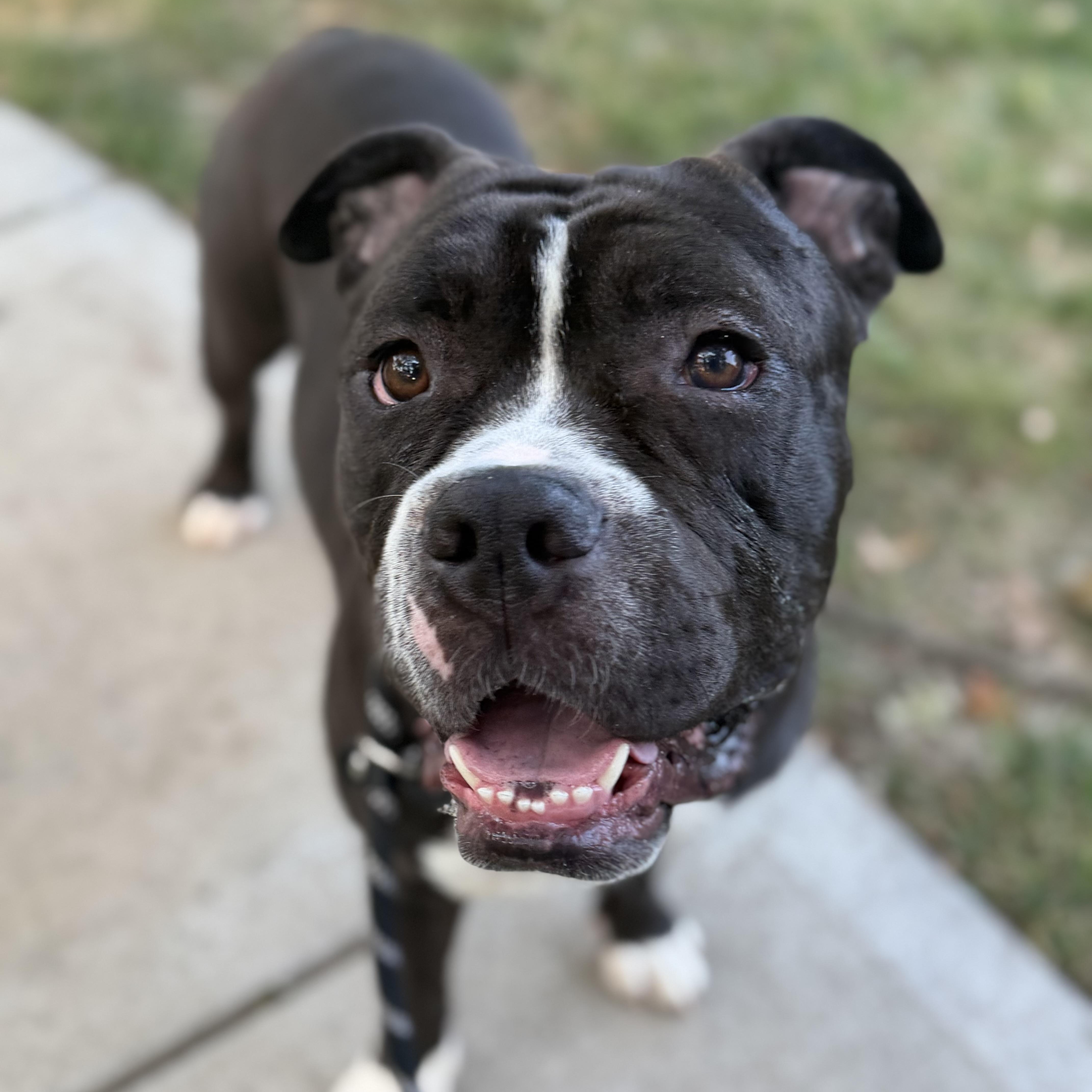An adult medium-sized male Pit Bull Terrier dog named Puck for adoption in Raytown, MO