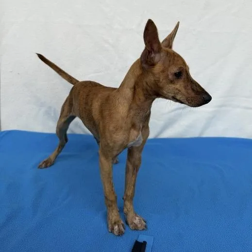 A baby small-sized female Brindle Chihuahua dog named Heffa for adoption in Carencro, LA
