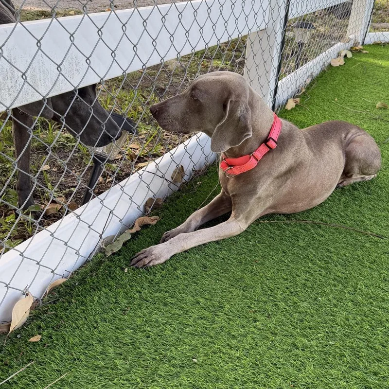 A senior medium-sized female Gray / Blue / Silver Weimaraner dog named Mesha for adoption in Sarasota, FL
