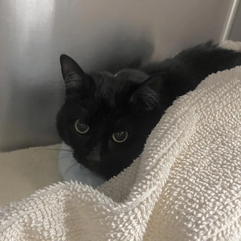 An adult large-sized female Black Domestic Short Hair cat named Wednesday for adoption in Hinsdale, IL