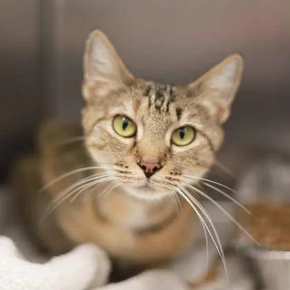 An adult small-sized female Brown / Chocolate Domestic Short Hair cat named Izzy for adoption in Atlanta, GA