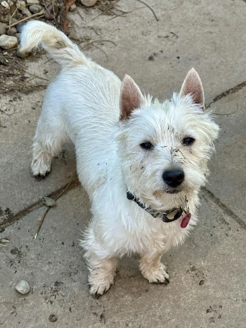 A young small-sized male West Highland White Terrier / Westie dog named Benson for adoption in Buffalo, NY