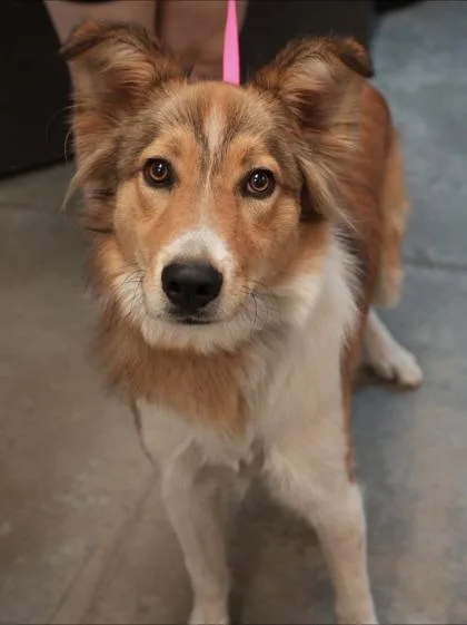 A young medium-sized female Collie dog named Rosie for adoption in Bowling Green, KY