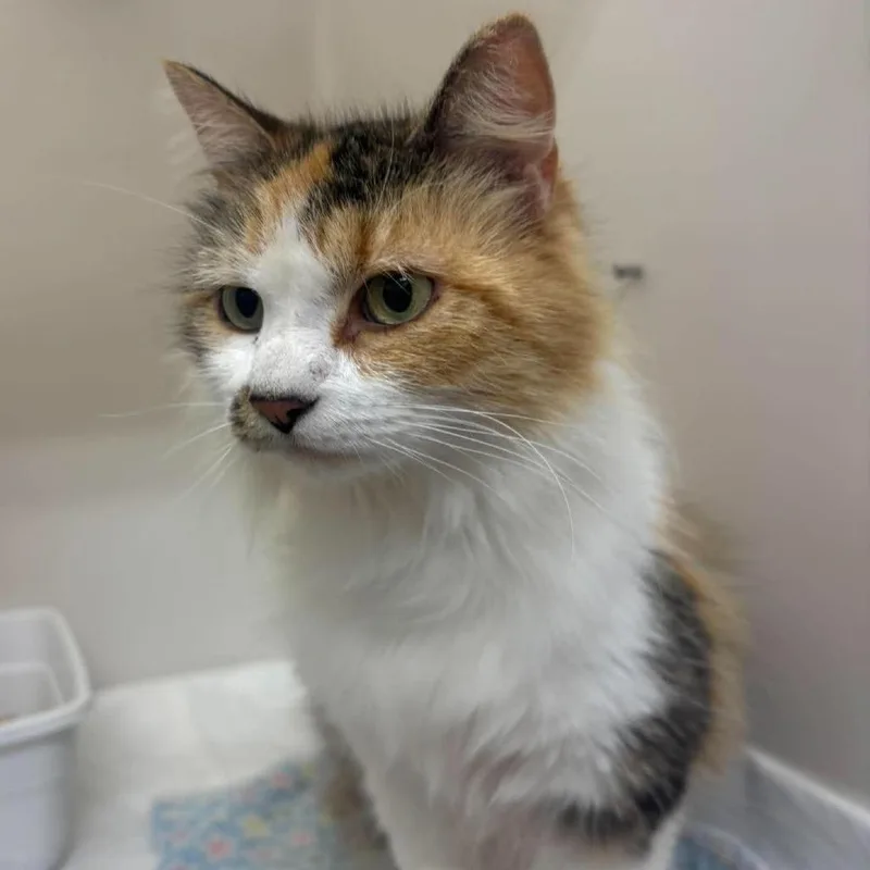 A young medium-sized female Calico Domestic Medium Hair cat named Tabitha for adoption in Rocky Mount, VA