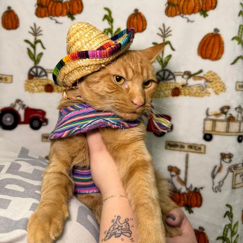 An adult medium-sized male Orange / Red Domestic Short Hair cat named Skter Boi for adoption in Middle Village, NY