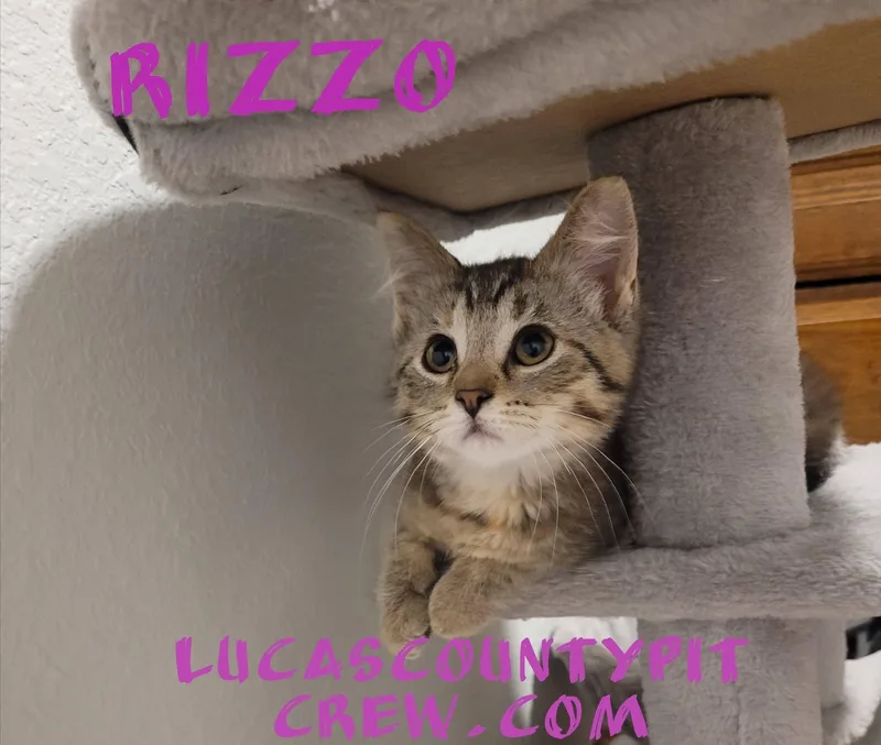 A baby medium-sized female Tabby (Brown / Chocolate) Domestic Short Hair cat named Rizzo for adoption in Toledo, OH
