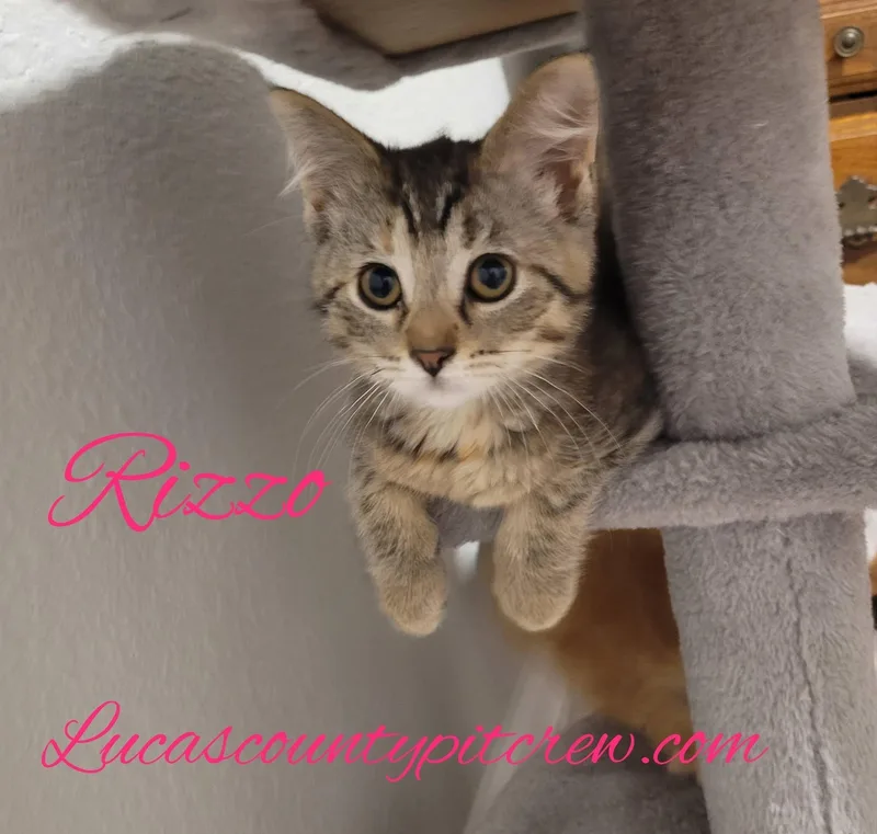 Rizzo thumbnail 2