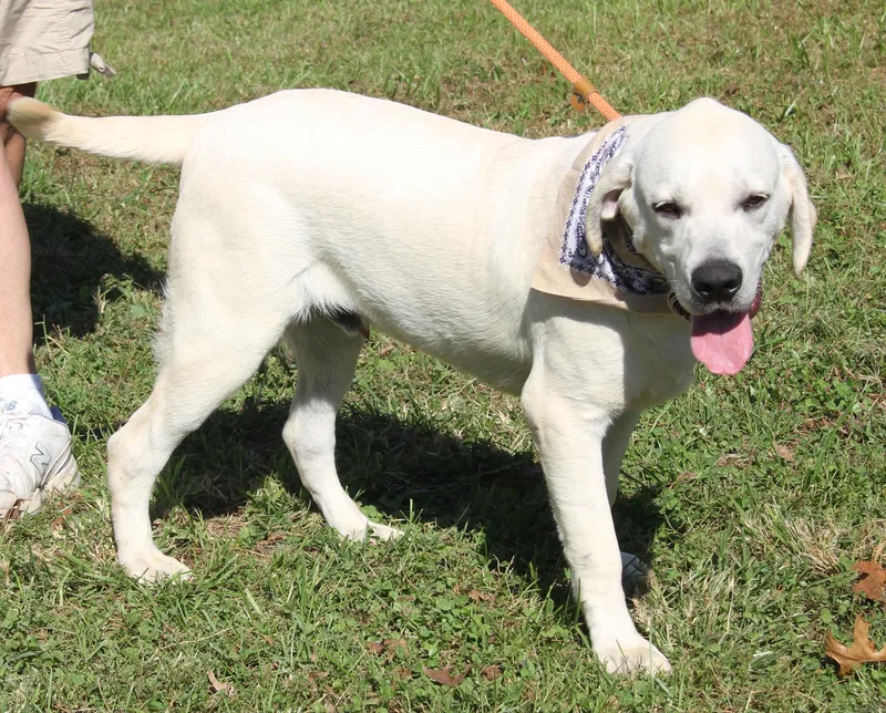 A baby large-sized male White / Cream Yellow Labrador Retriever dog named NiNi for adoption in Marietta, OH