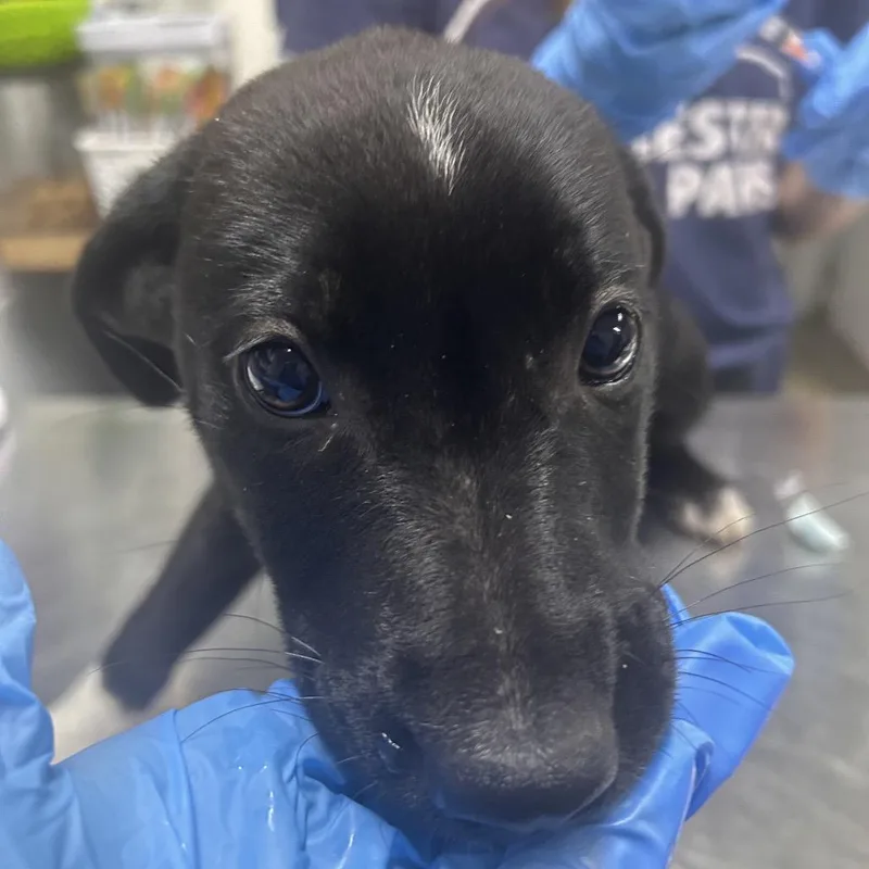 A baby small-sized female Gray / Blue / Silver Mixed Breed dog named Amaretto for adoption in Summerville, SC