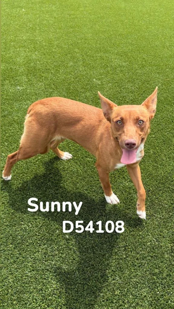 A baby medium-sized female Terrier dog named Sunny for adoption in Clarksville, TN