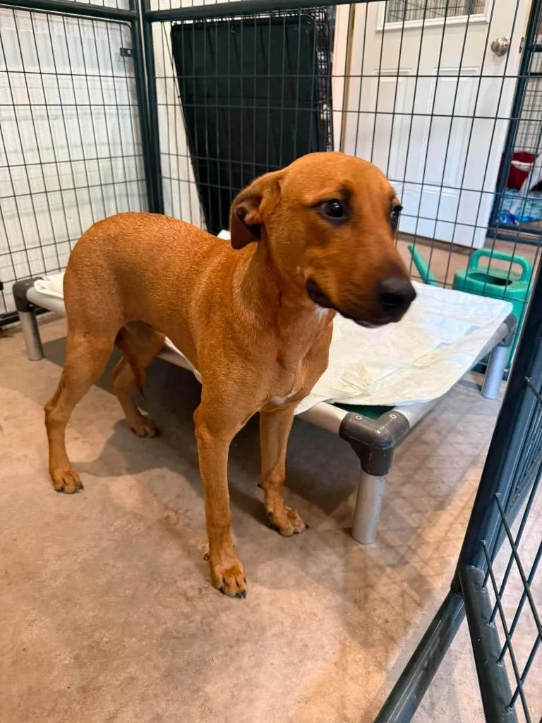 A young medium-sized female Black Mouth Cur dog named Ella for adoption in Ashland, WI