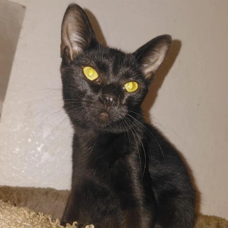 A young medium-sized female Black Domestic Short Hair cat named Honey for adoption in Jupiter, FL