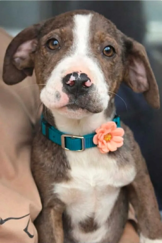 A baby medium-sized female Catahoula Leopard Dog dog named Miyah for adoption in El Dorado, AR