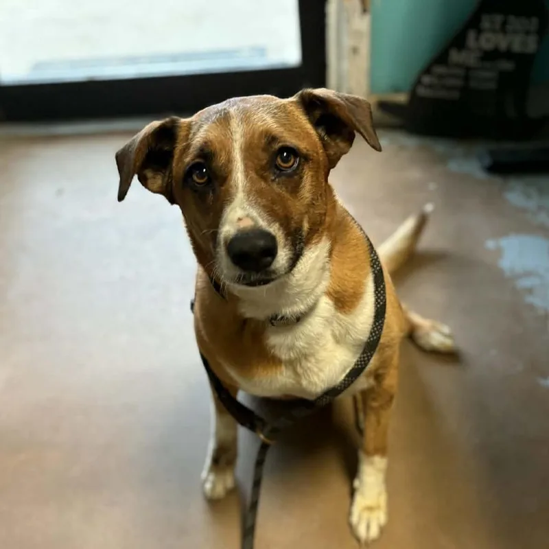 An adult medium-sized female Brown / Chocolate Shepherd dog named Barbie for adoption in Stephenville, TX