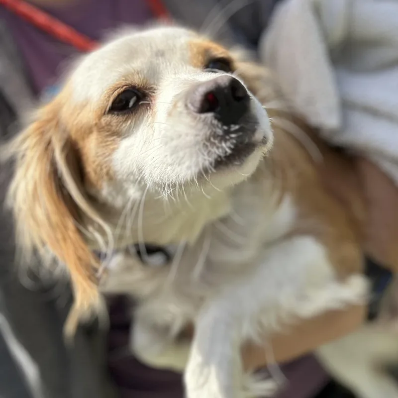 An adult small-sized female Yellow / Tan / Blond / Fawn Mixed Breed dog named Leia for adoption in San Francisco, CA