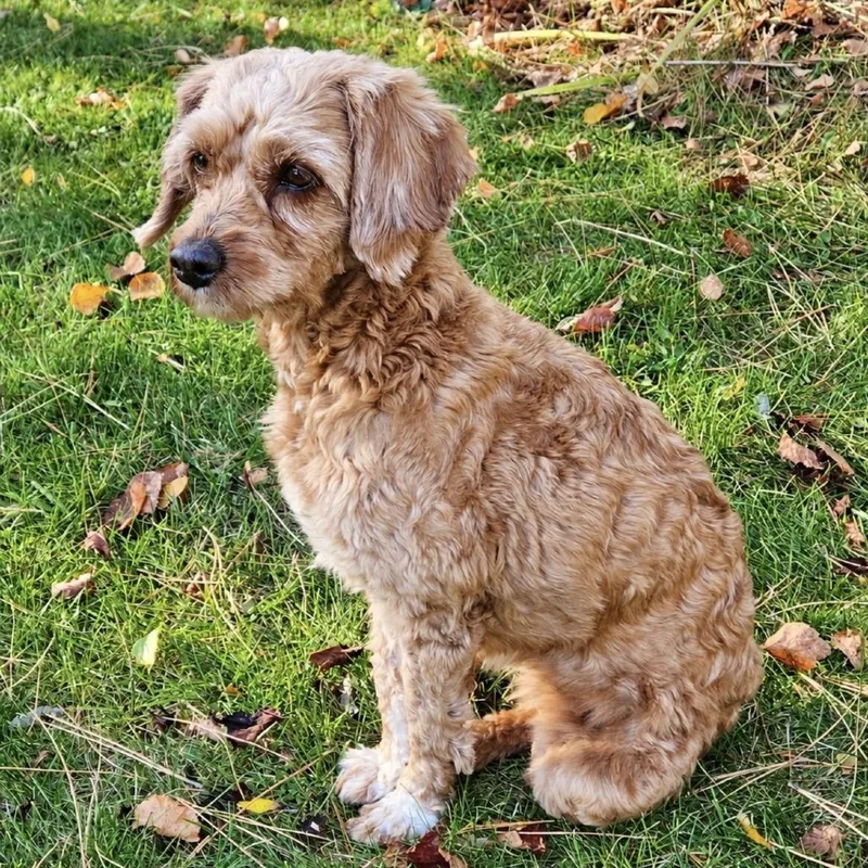 A senior small-sized female Red / Chestnut / Orange Miniature Poodle dog named Pearl for adoption in Park Falls, WI