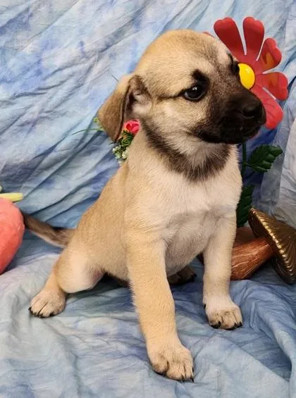 A baby large-sized female Labrador Retriever dog named Trolley for adoption in Elmira, NY