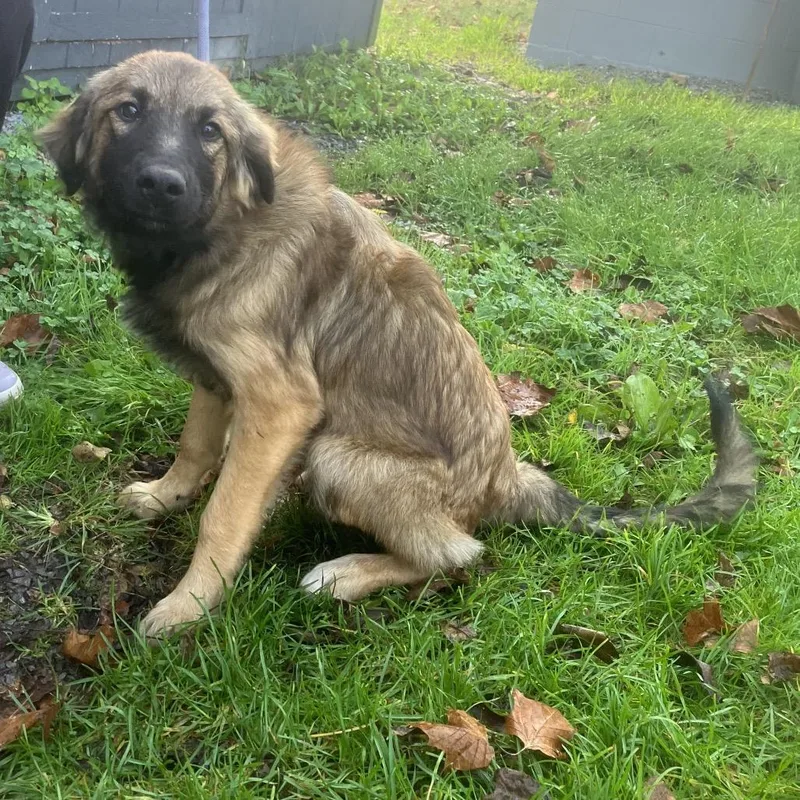 A young medium-sized male Yellow / Tan / Blond / Fawn Shepherd dog named Mater for adoption in Alexandria, VA