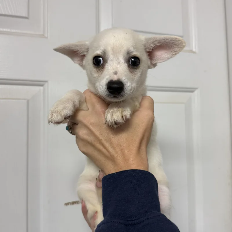 A baby small-sized male Yellow / Tan / Blond / Fawn Chihuahua dog named Empire of the Sun for adoption in Columbia, SC