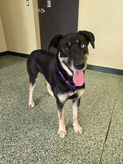 An adult large-sized female German Shepherd Dog dog named Zoey for adoption in Williamsport, PA