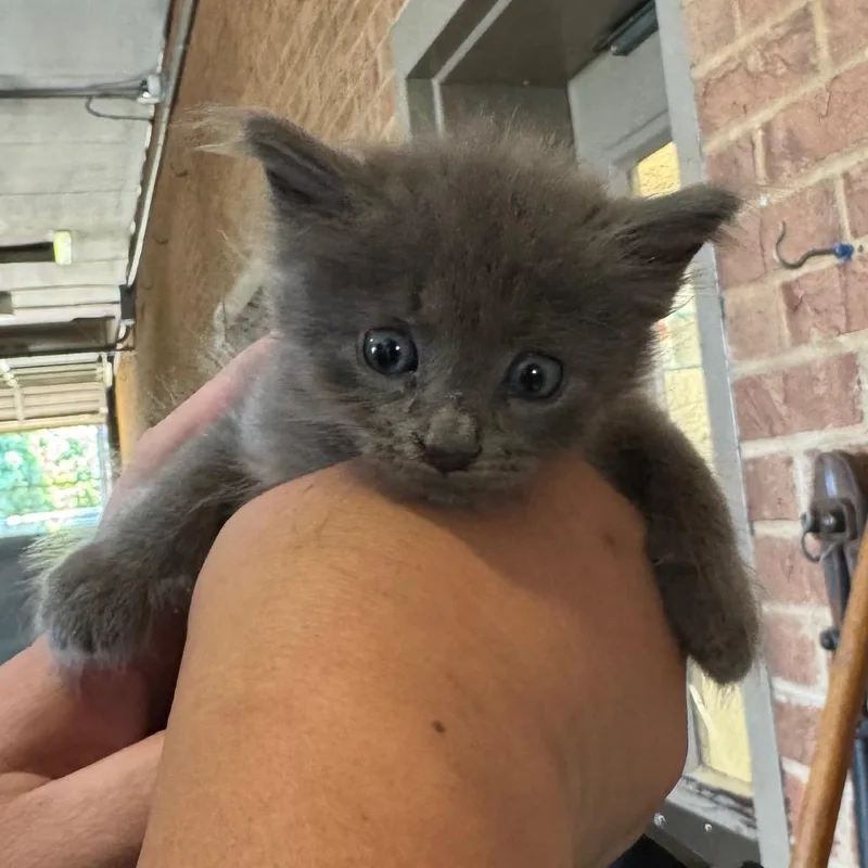 A baby small-sized female Domestic Medium Hair cat named Kiska for adoption in Birmingham, AL