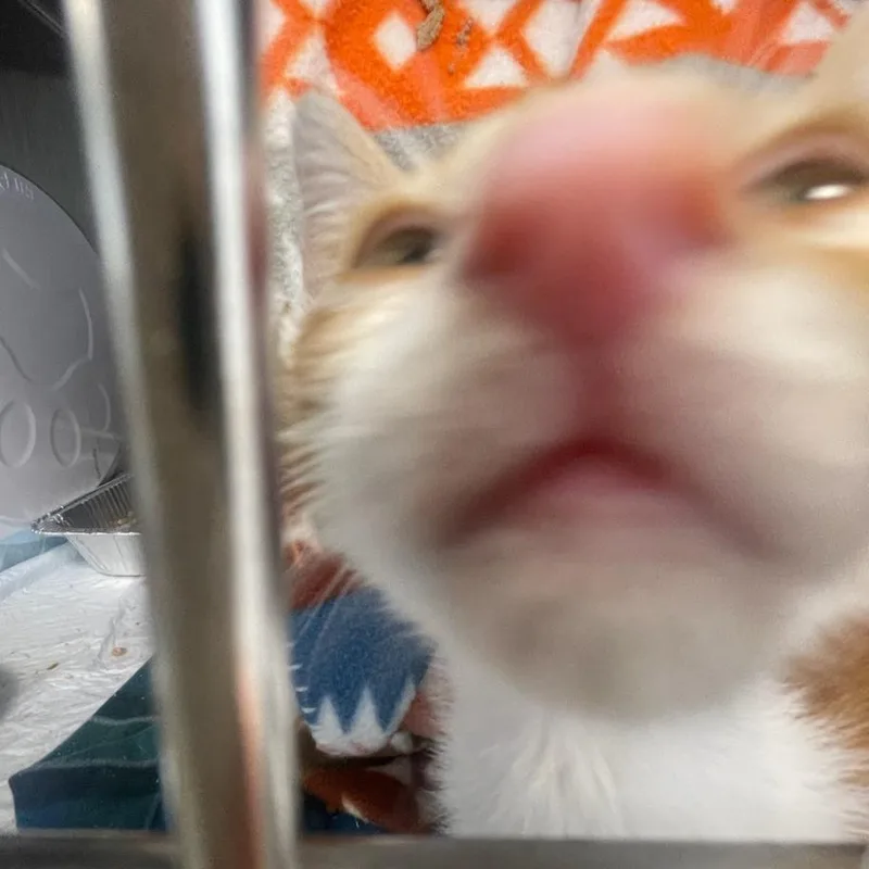 A baby small-sized male Orange / Red Domestic Short Hair cat named Flora for adoption in Bentonville, AR