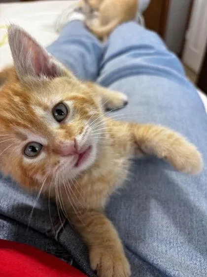A baby small-sized male Domestic Short Hair cat named Tesla for adoption in Hobart, IN