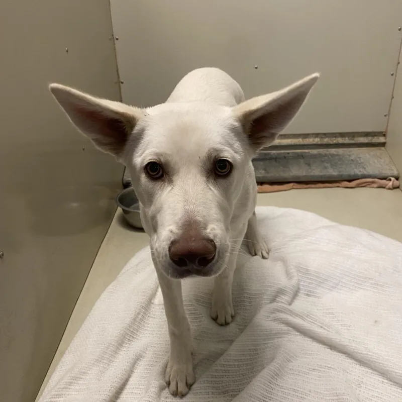 A young medium-sized male White / Cream Shepherd dog named Wagsstray_ for adoption in Westminster, CA