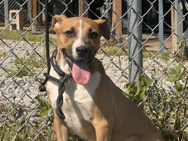A young medium-sized male Golden Hound dog named Sam for adoption in Orangeburg, SC