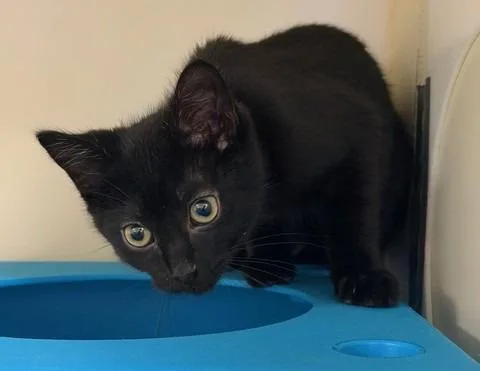 A baby medium-sized male Domestic Short Hair cat named Ember Bonded With for adoption in Windsor, CT