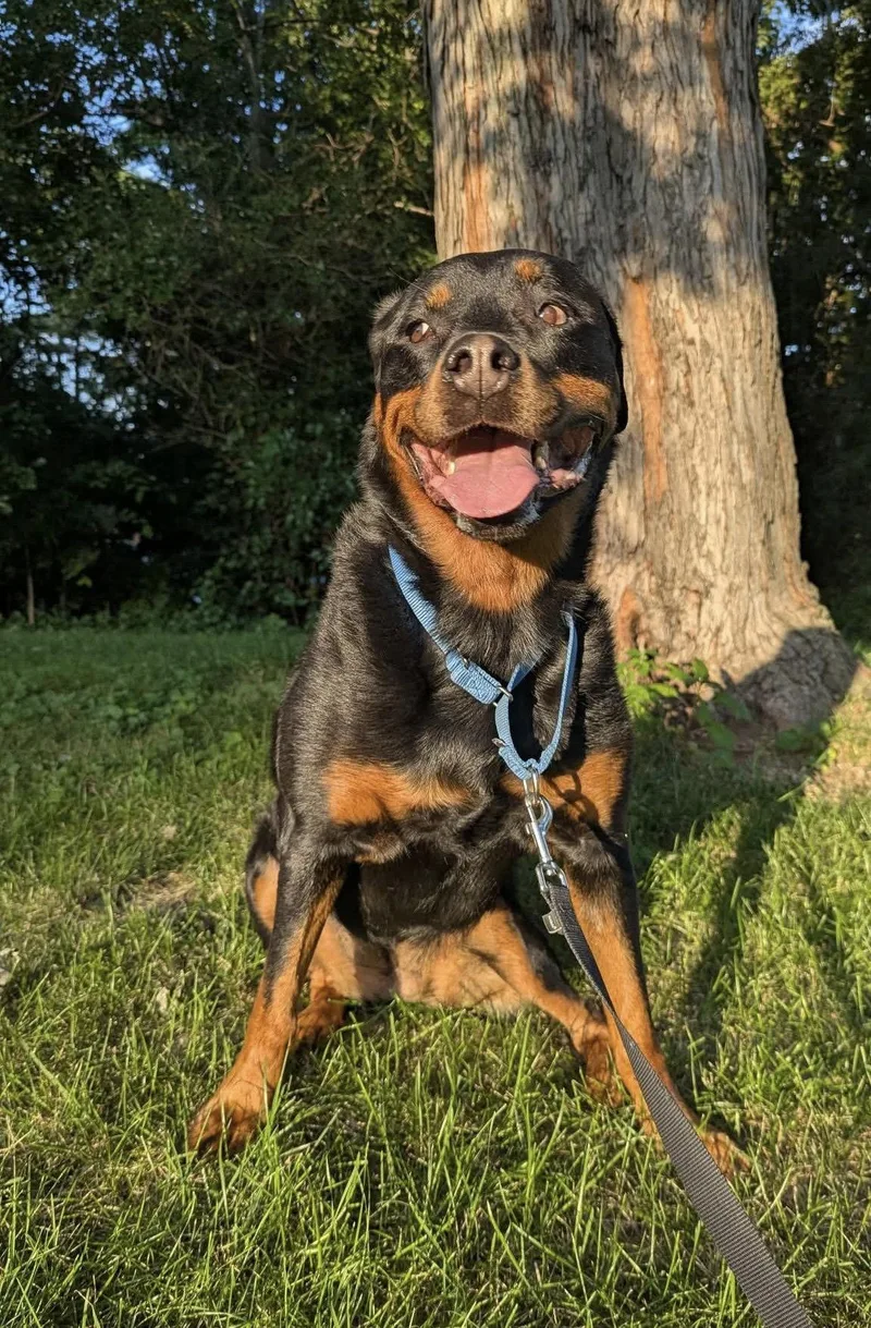 An adult large-sized female Rottweiler dog named Ruby Roo for adoption in Omaha, NE