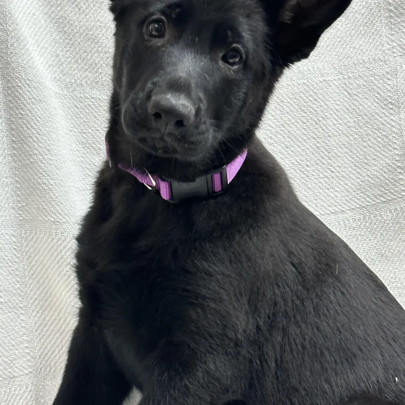 A baby large-sized female Black German Shepherd Dog dog named Sunny for adoption in Iuka, MS