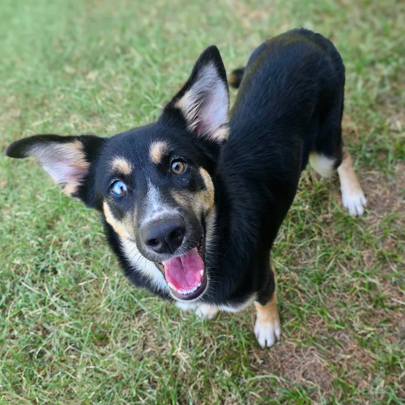 A baby medium-sized female Black Australian Shepherd dog named Nadia for adoption in Gainesville, TX