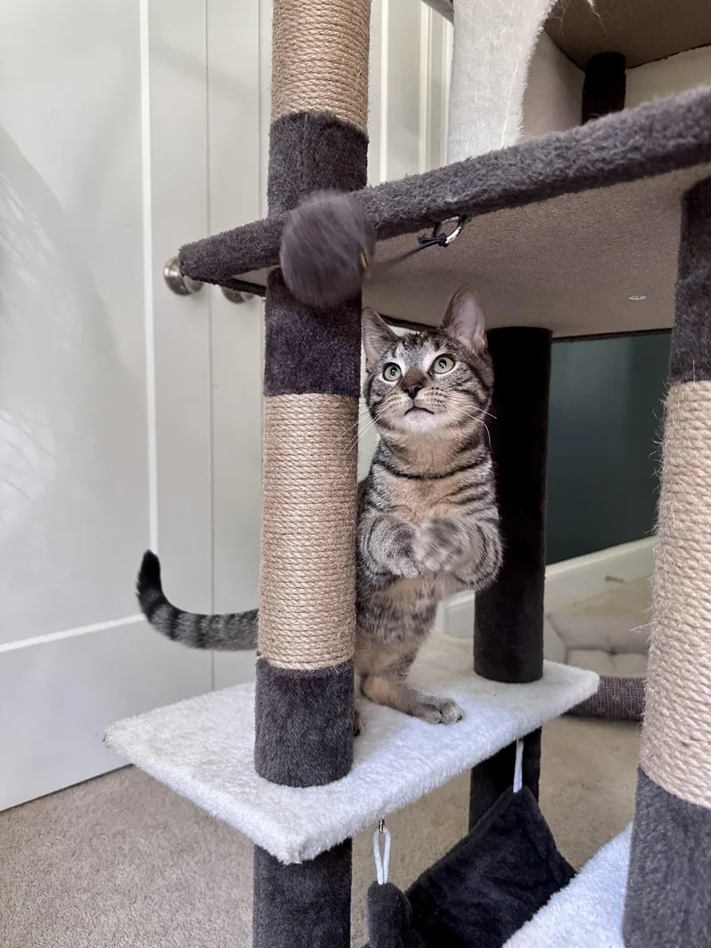 A baby medium-sized male Gray & White Tabby cat named Duke Ellington for adoption in Waxhaw, NC