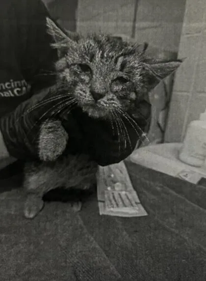 A baby small-sized male Domestic Short Hair cat named Stunt Coaster for adoption in Cincinnati, OH