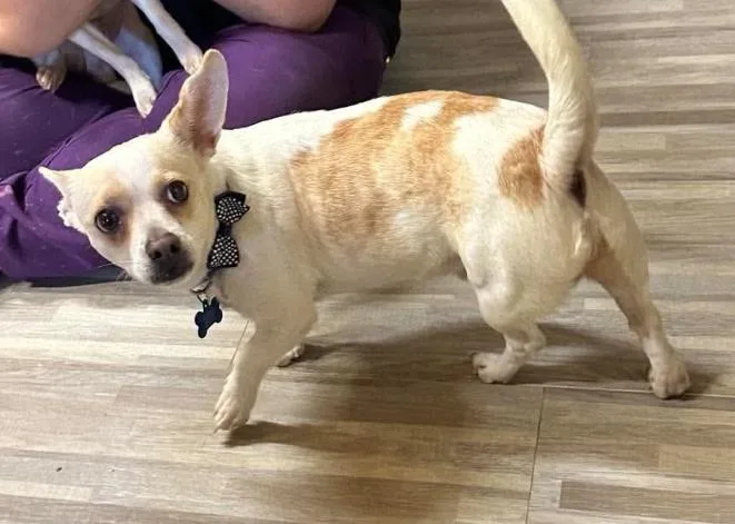 A young small-sized male Chihuahua dog named Pickles in TX for adoption in Cranston, RI