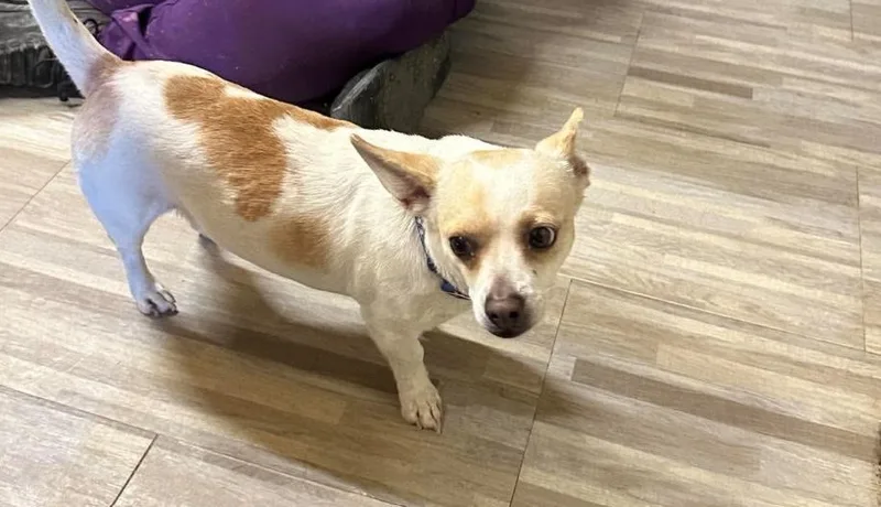 Pickles in TX thumbnail 2