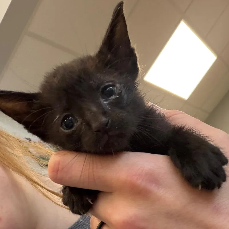 A baby small-sized male Black Domestic Short Hair cat named Nugett for adoption in Marshall, TX