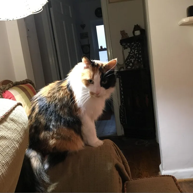 A senior large-sized female Calico Domestic Long Hair cat named Patches for adoption in Ferndale, MI