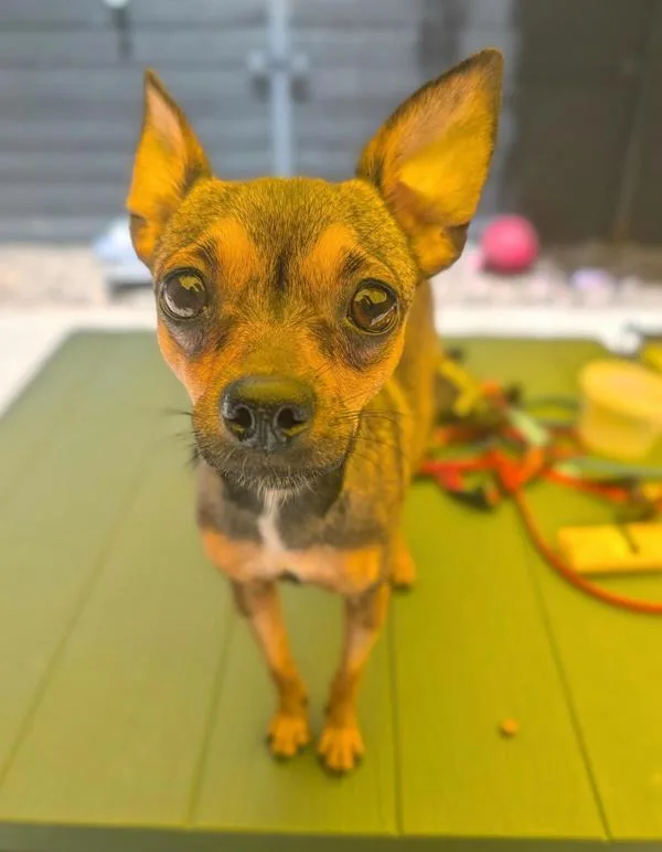 A young small-sized female Chihuahua dog named Radish for adoption in Santa Rosa, CA