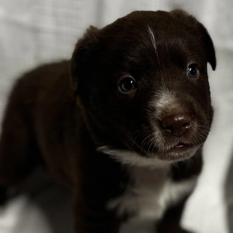 A baby medium-sized male Brown / Chocolate Labrador Retriever dog named Anthony for adoption in Liverpool, TX