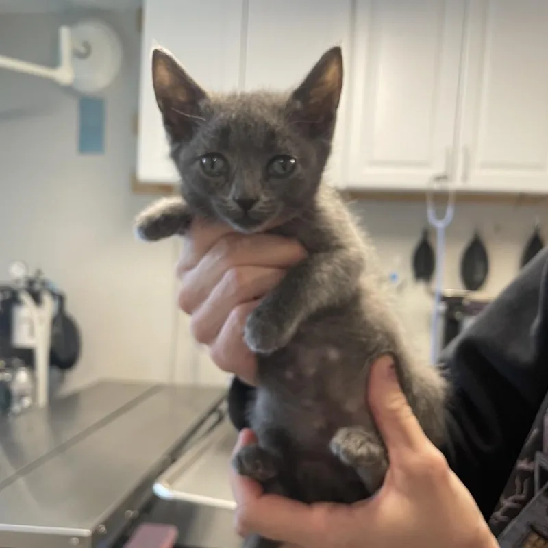 A baby small-sized male Gray / Blue / Silver Domestic Short Hair cat named Winston for adoption in Edwardsville, IL