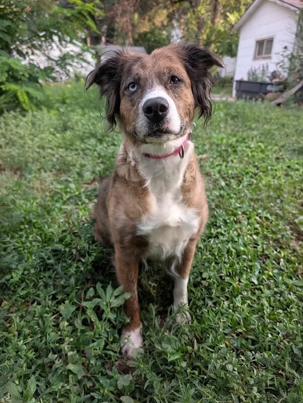 Dulcie