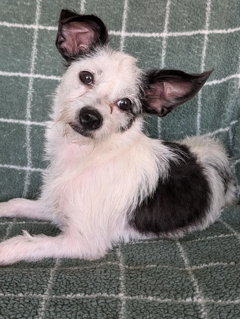 An adult small-sized female White / Cream Wirehaired Terrier dog named Holly for adoption in Baton Rouge, LA