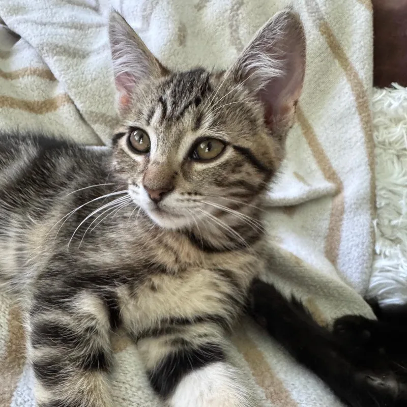 A baby small-sized female Brown / Chocolate Domestic Short Hair cat named Ocie for adoption in Los Angeles, CA