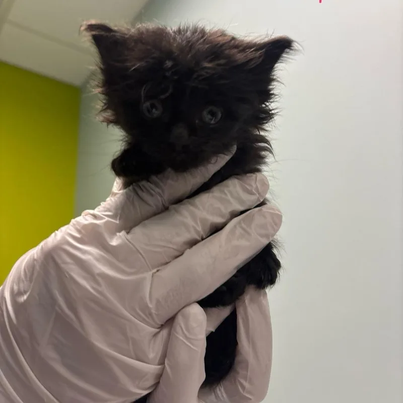A baby small-sized female Black Domestic Medium Hair cat named Doo for adoption in Mooresville, NC